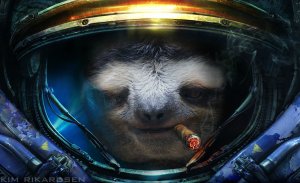 Обои для рабочего стола: Ленивец StarCraft