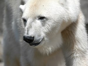 Обои для рабочего стола: Белый мишка