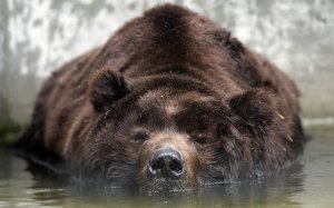 Обои для рабочего стола: Мишка в бане