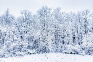 Обои для рабочего стола: Заснеженный лес