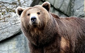 Обои для рабочего стола: Портрет медведя