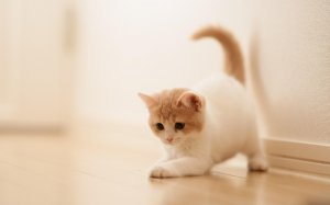 Обои для рабочего стола: Словил