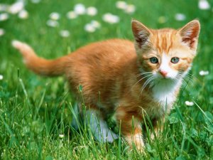 Обои для рабочего стола: Рыжий котенок