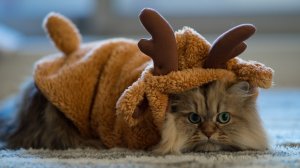Обои для рабочего стола: Котик в костюме