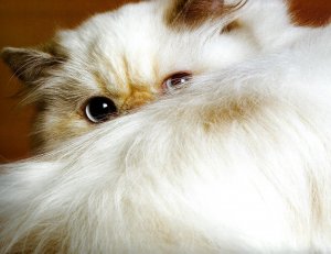 Обои для рабочего стола: Стыдливый взгляд