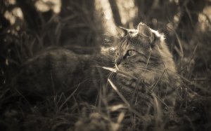 Обои для рабочего стола: В траве