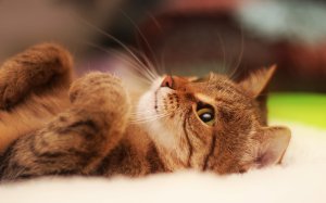Обои для рабочего стола: Кошачьи мечты