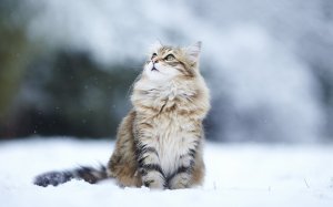 Обои для рабочего стола: Видит око