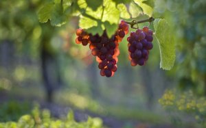 Обои для рабочего стола: Свечение винограда