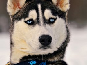 Обои для рабочего стола: Милый хаски