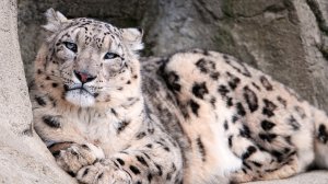 Обои для рабочего стола: Примостился