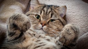 Обои для рабочего стола: Кот Мурзилка
