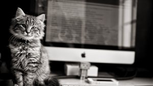 Обои для рабочего стола: Котейка в ошейнике