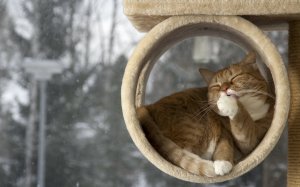 Обои для рабочего стола: Кот в домике