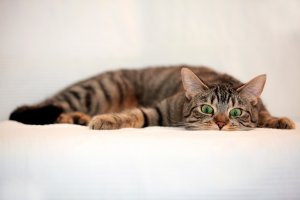 Обои для рабочего стола: Кошкина радость