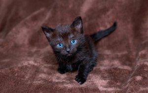 Обои для рабочего стола: Кофейный котик