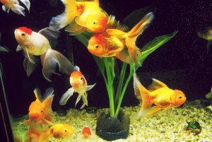 Золотые рыбки в аквариуме - скачать обои на рабочий стол