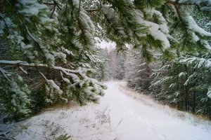 В зимнем лесу - скачать обои на рабочий стол