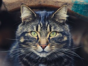 Обои для рабочего стола: Кошачий портрет