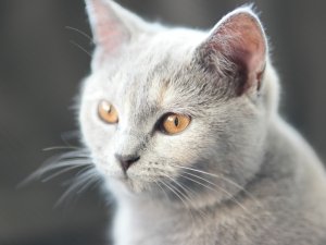 Обои для рабочего стола: Серый кот