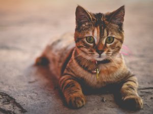 Обои для рабочего стола: Кошка с ошейником