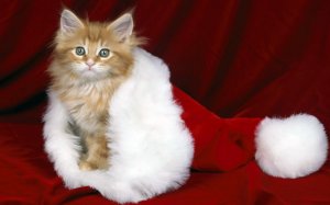 Обои для рабочего стола: Котенок в новогодней...