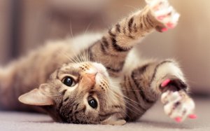 Обои для рабочего стола: Кошачьи потягуси