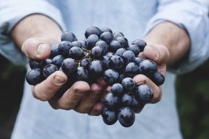 Обои для рабочего стола: Черный виноград