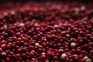 Обои для рабочего стола: Клюквенное поле