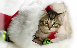 Обои для рабочего стола: Новогодний котик