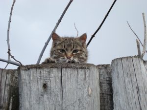 Обои для рабочего стола: Кот-проказник