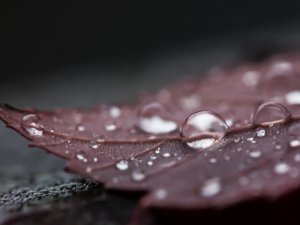 Обои для рабочего стола: Капли дождя