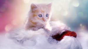 Обои для рабочего стола: Симпатичный котейка