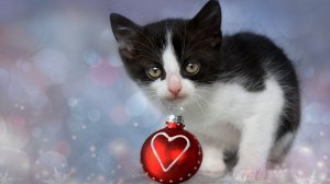 Обои для рабочего стола: Котик с игрушкой