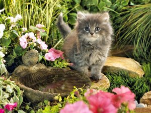 Обои для рабочего стола: Котёнок в саду