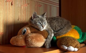 Обои для рабочего стола: Верхом на игрушке
