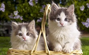 Обои для рабочего стола: 2 котенка
