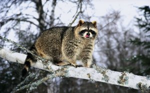 Обои для рабочего стола: Енот в лесу