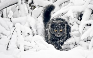 Обои для рабочего стола: Кот в лесу