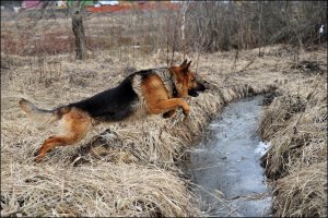 Обои для рабочего стола: Прыжок овчарки