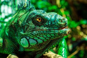 Обои для рабочего стола: Зеленая ящерица