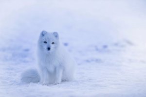 Обои для рабочего стола: Белый песец