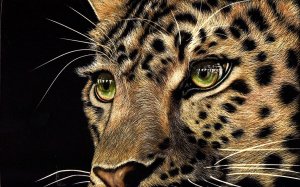 Обои для рабочего стола: Leopards