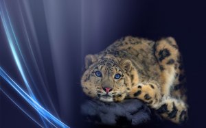 Обои для рабочего стола: Милый зверь