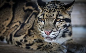 Обои для рабочего стола: Словно при макияже