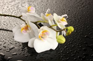 Обои для рабочего стола: Нежный цветок