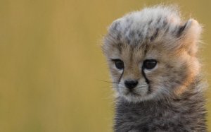 Обои для рабочего стола: Дикий котенок