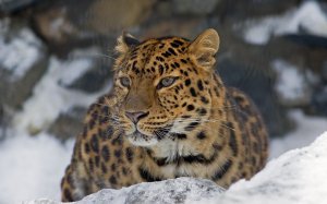 Обои для рабочего стола: Яркий хищник