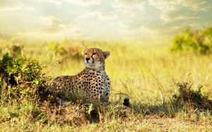 Обои для рабочего стола: gepard