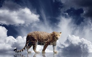 Обои для рабочего стола: Кошка в облаках